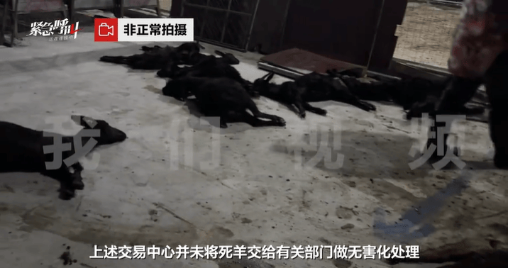 灌食增重无证屠宰，问题羊肉何以堂而皇之流向市场？| 新京报快评