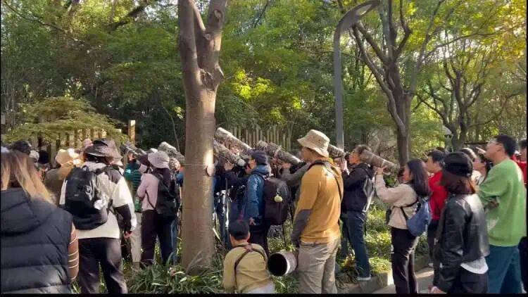 百年罕见！首次在上海被目击，有人专门从北京“打飞的”赶来
