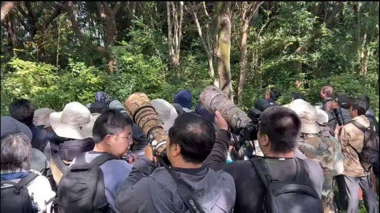 百年罕见！首次在上海被目击，有人专门从北京“打飞的”赶来