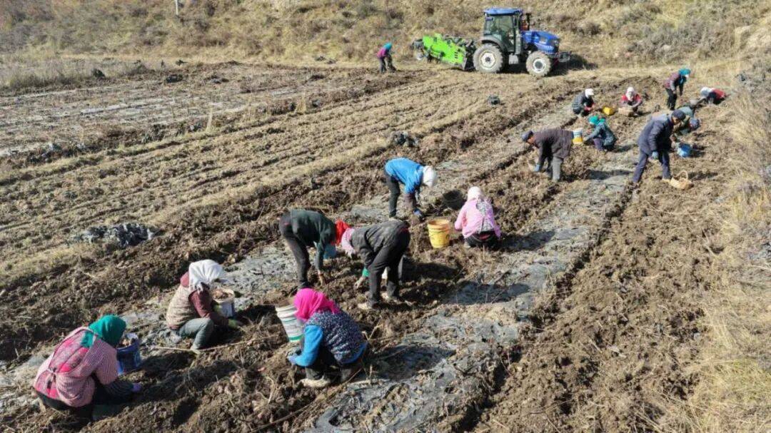 临潭：小菊芋撑起乡村振兴大产业