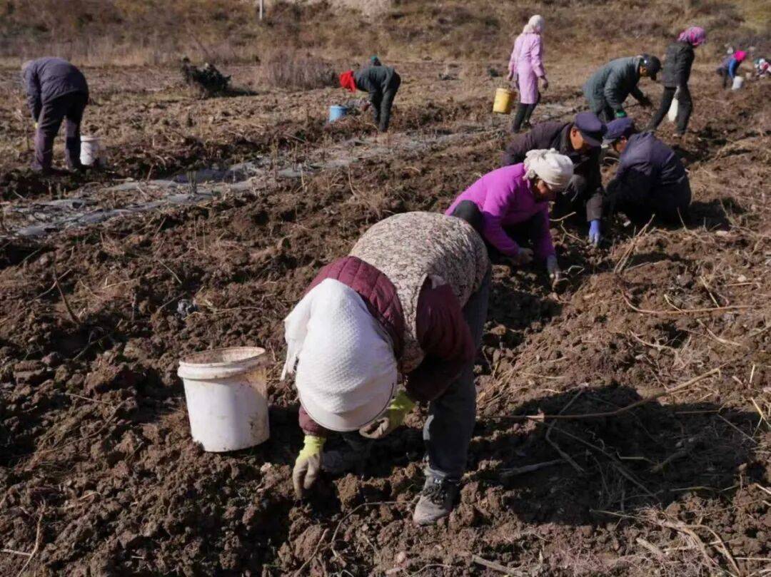 临潭：小菊芋撑起乡村振兴大产业