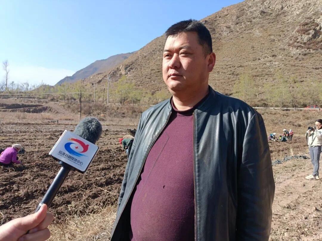 临潭：小菊芋撑起乡村振兴大产业