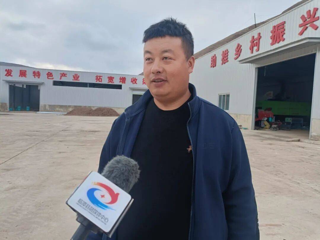 临潭：小菊芋撑起乡村振兴大产业