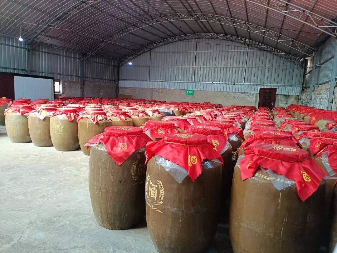 临潭：小菊芋撑起乡村振兴大产业