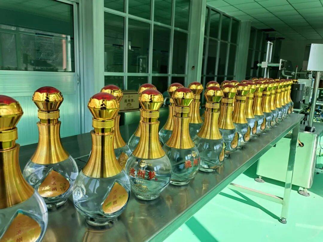 临潭：小菊芋撑起乡村振兴大产业